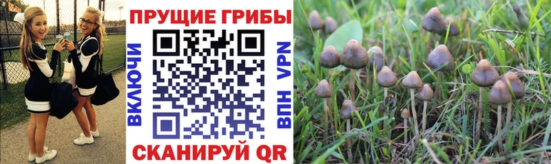 Псилоцибиновые грибы Psilocybine cubensis где купить наркоту Старая Купавна
